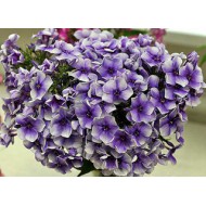 Флокс Phlox Хулиган